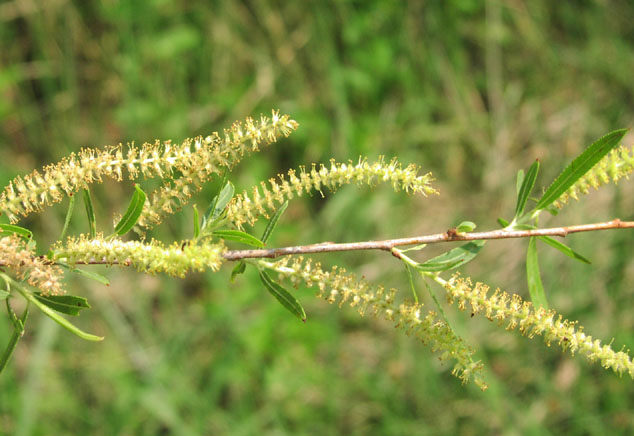Salix Nigra Salix Nigra